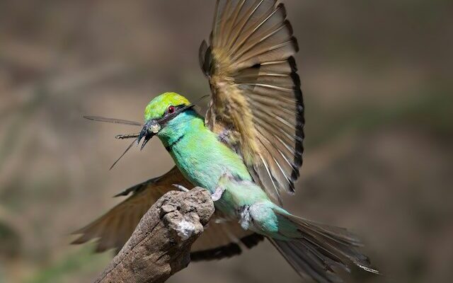 bird watching safari in udawalawe national park