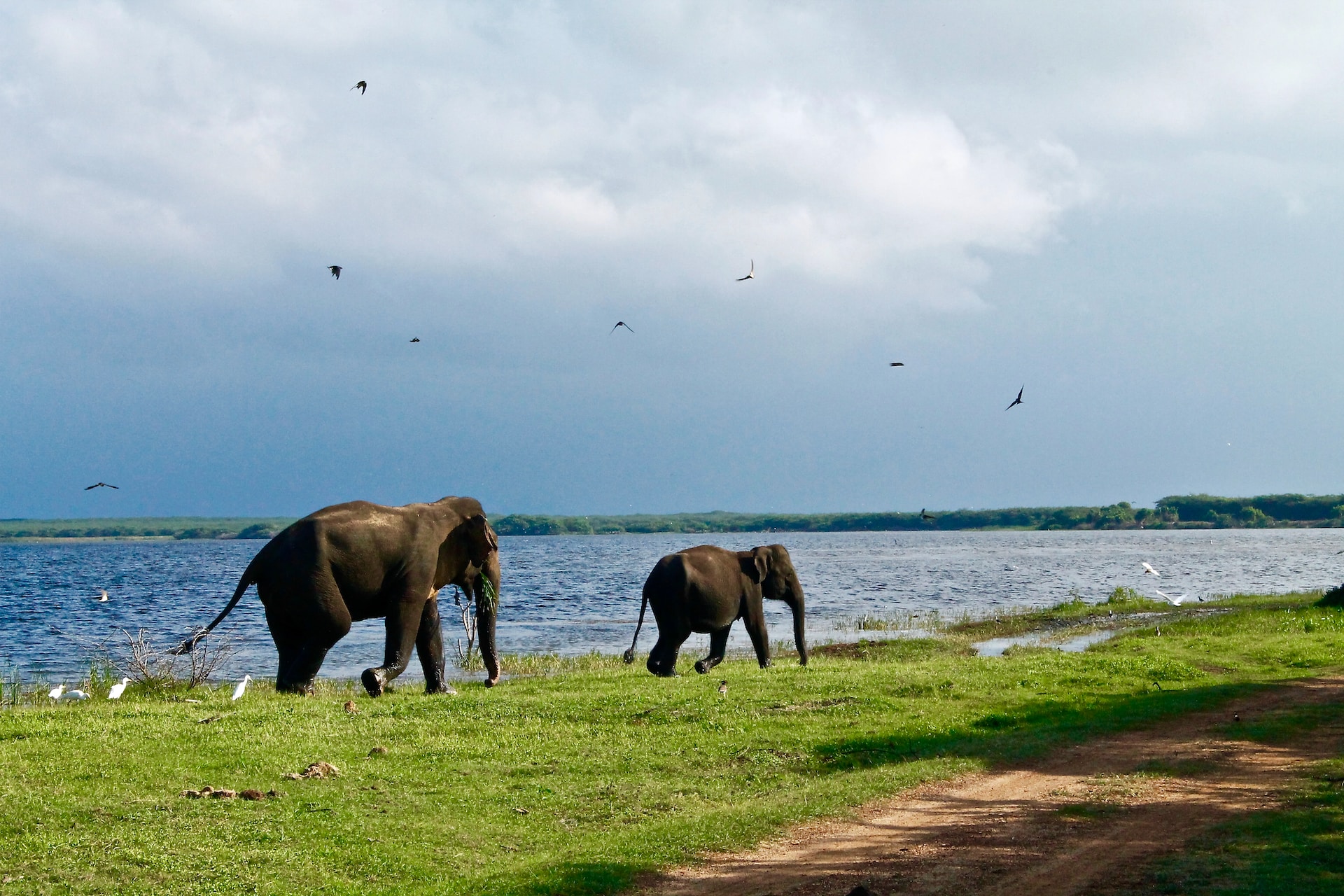 Best Time to Visit Udawalawe