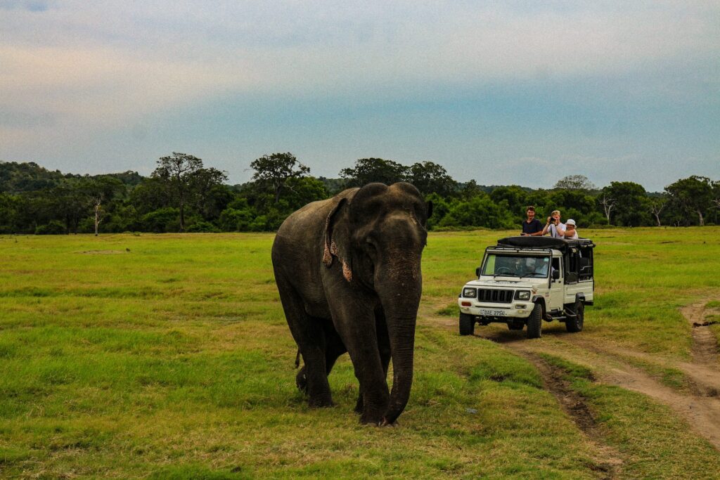 UDAWALAWE SAFARI COSTS IN 2024