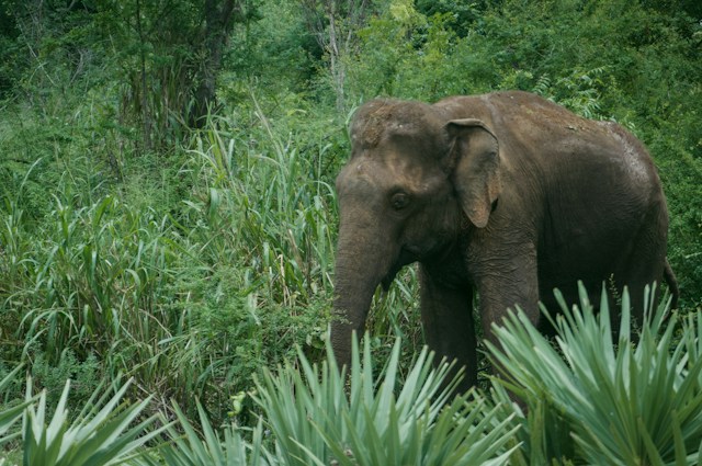 Udawalawe National Park