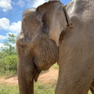 Elephant in udawalawa park