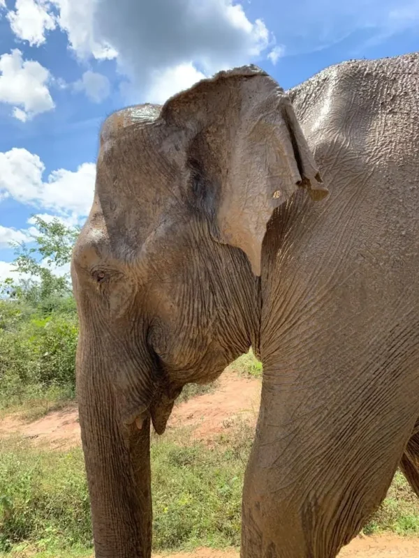 Elephant in udawalawa park