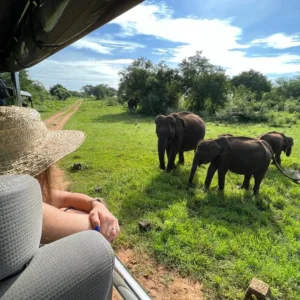 A girl watch elephants while udawalawe national park safari