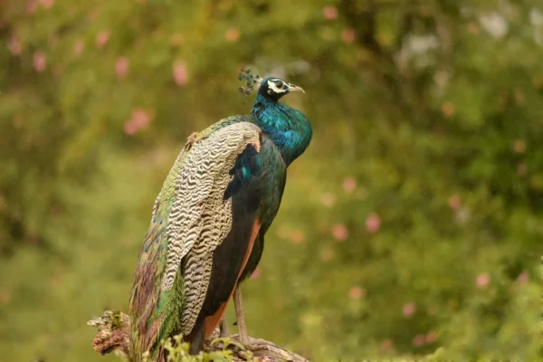 Indian Peafowl in udawalwe national park