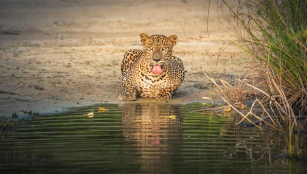 Leopard in Udawalawe National Park