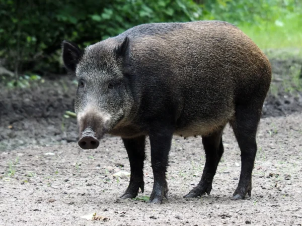 Wild Boar in Udawalawe National Park
